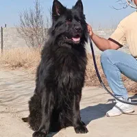 ژرمن بلک کینگ توله دوبرمن مشکی بلوطی داگو کنکورسو