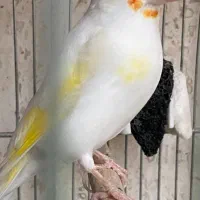 فروش سهره وسهره قناری دهندار (دهن لر)|پرنده|تهران, جیحون|دیوار