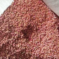 بذرگندم رقم باران