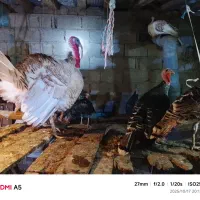 بوقلمون|حیوانات مزرعه|لنگرود, |دیوار