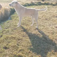 سگگله|سگ|بستان آباد, |دیوار