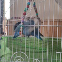 عروس هلندی و کوتوله مولد|پرنده|شیراز, سرو|دیوار