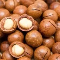 پیش فروش نهال فندق ماکادمیا|خدمات باغبانی و درختکاری|نوشین شهر, |دیوار