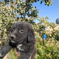 توله تریر اسکاتلندی