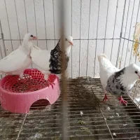 یک عدد طوقی نر