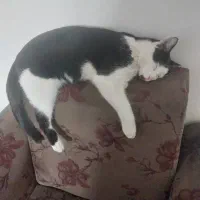 واگذاری گربه