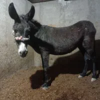 الاغ گله ای|حیوانات مزرعه|آران و بیدگل, |دیوار