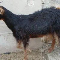 بز ‌|حیوانات مزرعه|طسوج, |دیوار