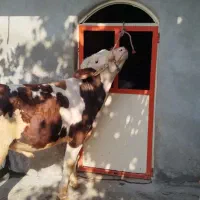 2راس گوساله نر