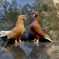 پلنگ دم سفید جوجه بزرگه