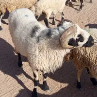 یک عدد قوچ تخمی گوزل