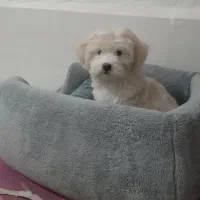 سگ شیتزو کراس