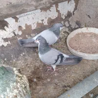 کفتر فروشی ۳عدد