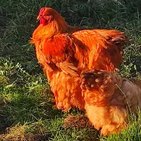 فروش خروس برهما گلد