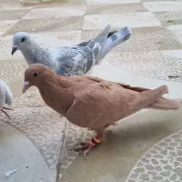 کرمونی شکلاتی|پرنده|تربتحیدریه, رباط سفلی|دیوار