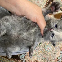 اسکاتیش نیمه فولد