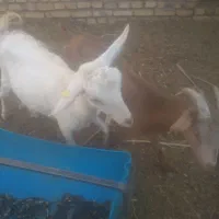 بز غاله،|حیوانات مزرعه|اردکان, |دیوار