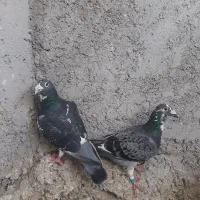 یک جفت سبز پر غلط یک جفت سنگی پرغلط ضمانت