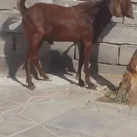 نری فروشی
