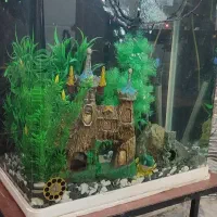 آکواریوم شیشه خم با همه وسایل