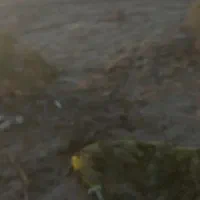 طیور ابعیجی صید یذب شبچ