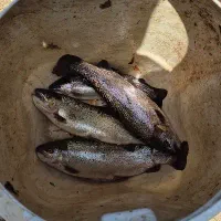 ماهی قزل آلا