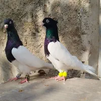 یک جفت کله سیاه