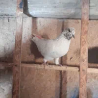 کبوتر