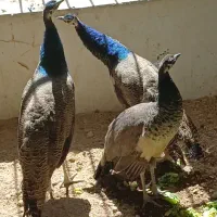 طاووس فوری