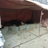 جوجه بوقلمون و جوجه غاز و بوقلمون|حیوانات مزرعه|جویبار, |دیوار