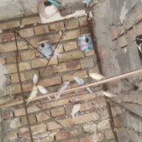 تعدادی فنچ ومرغ عشق.معامله باگوشی خوب یا متور