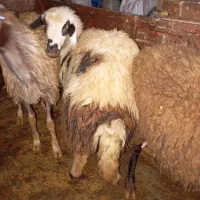 بره پلنگی|حیوانات مزرعه|زاغه, |دیوار