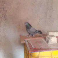 کفتر تهرانی واصفهانی