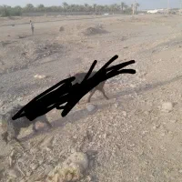بز گم شده