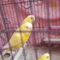 مرغ عشق نر|پرنده|آبدانان, |دیوار