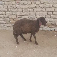 بره ماده گیج