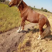 اسب مادیان|اسب و تجهیزات اسب‌سواری|فاضل آباد, |دیوار