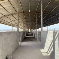 فروش مرغداری گوشتی|فروش دفتر صنعتی، کشاورزی، تجاری|گرمسار, |دیوار