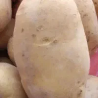 فروش سیب‌زمینی  ارگانیک  بدون کود سم|خوردنی و آشامیدنی|سجاس رود, |دیوار