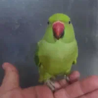 طوطی ملنگو|پرنده|برازجان, |دیوار