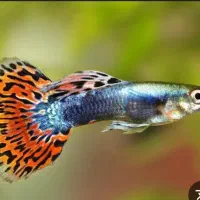 گوپی می ها م