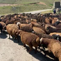 گوسفند گوشتی و قربانی