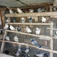 کفتر کاشونی گرو‌ تیرماهی