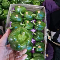 تعدادی نیرو خانم جهت بسته بندی فلفل بادمجان