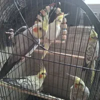 عروس هلندی