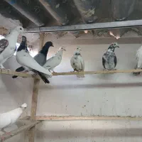 کبوتر گرفتنی