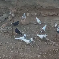 پرنده|پرنده|لالی, |دیوار