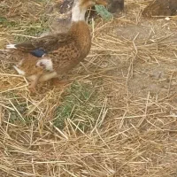 فروش اردک ،مرغ و خروس محلی|حیوانات مزرعه|ضیابر, |دیوار