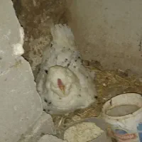 تخم مرغ  کلین لری و محلی