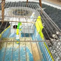 مرغ عشق